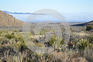 Morning in the High Desert of Big Bend National Park, Texas