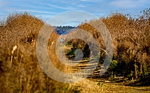 Early morning hike on the prairie