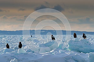 Morning ice landscape with eagles. Three eagles on ice. Widlife Japan. Steller`s sea eagle, Haliaeetus pelagicus, bird with catch