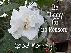 Morning inspirational quote - Be happy for no reason. Good Morning. With single white peony flower blossom in the garden.