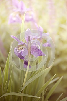 Morning iris-vertical