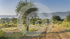 Morning in the jungle. The dirt road for safari goes ahead.