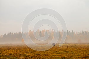 Morning landscape at autumn