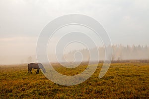 Morning landscape at autumn