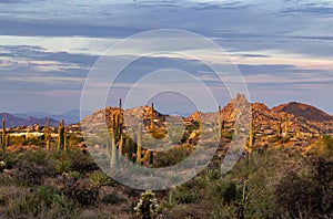 Morning Landscape With Cactus  & Pinnacle Peak In Scottsdale, AZ