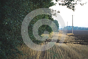 Morning landscape on a field with a blurred background.