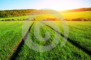 Morning landscape with green field, traces of tractor in sun ray