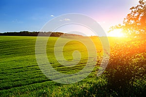 Morning landscape with green field, traces of tractor in sun rays