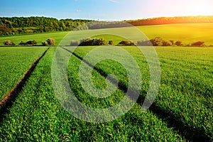 Morning landscape with green field, traces of tractor in sun ray