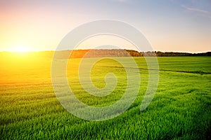 Morning landscape with green field, traces of tractor in sun ray