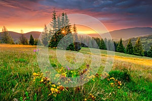 Morning landscape. Green meadow and colorful sky at the sunrise. photo