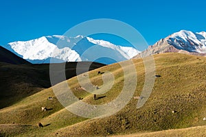 Morning Landscape of Lenin Peak 7134m at Alay Valley in Osh, Kyrgyzstan. Pamir mountains in Kyrgyzstan