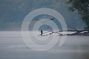 Morning landscape with misty river and birds