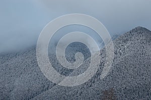 morning landscape mountains in snow, coniferous forest and fog in the mountains