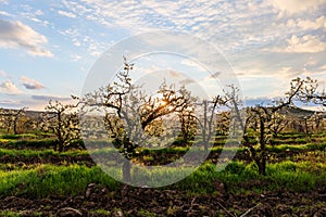 Morning landscape in orchard