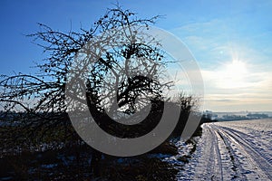 Morning landscape with snow covered winter field and field road, naked apple tree with apples in tree lane on the left.