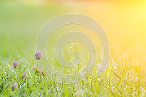 Morning landscape sunrise in the meadow, on the grass and flowers of the drops of dew