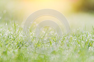 Morning landscape sunrise in the meadow, on the grass and flowers of the drops of dew