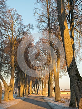 Morning landscape with tree alley, mist blurry background