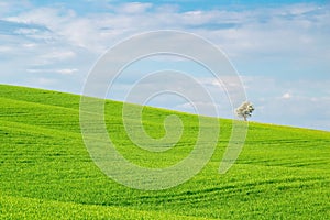 Morning landscape in Tuscany, Italy