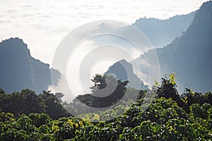 Morning landscape with warm light and mist