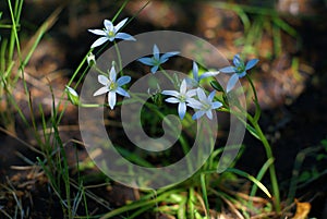 The morning light awakened the flowers