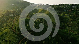 Morning light bathes Ceylon tea plantations. Green terraced fields on mountain slopes in Sri Lanka. Perfect for