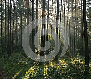 Morning light beams in forest