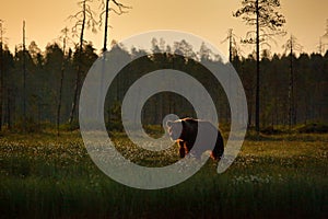 Morning light with big brown bear walking around lake in the morning light. Dangerous animal in nature forest and meadow habitat.