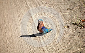 Morning Light: A Blue Jay's Awakening in the Dawn.