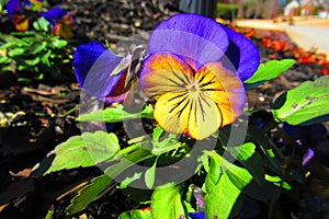 Morning light brightens a yellowish purplish pansy in the morning.