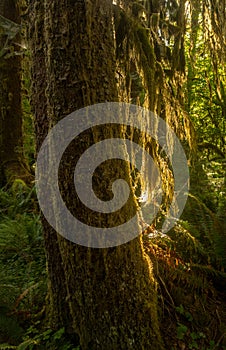 Morning Light Filters Through Thick Moss On Tree Trunk