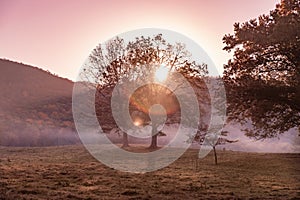 morning light and fog in field with trees and mountains seen from Great Smoky Mountains