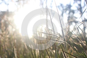 Morning light grass