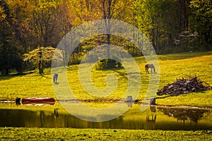 Morning light on horses and a pond in the Shenandoah Valley, Virginia.