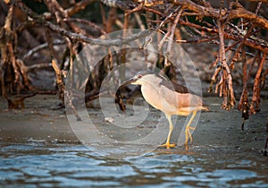 Morning light illuminates a Black crowned night heron as he wades in water`s edge