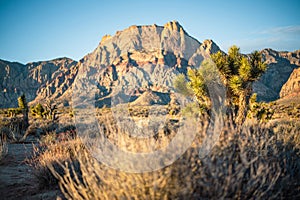 Morning light on a Joshua Tree with Mount Wilson in the background