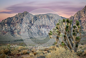 Morning light on a Joshua Tree and mountain range in Red Rock Conservation Area Nevada