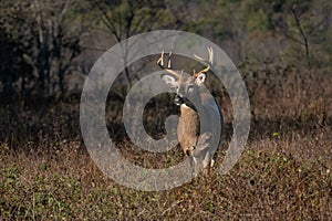 Morning light on a large racked buck