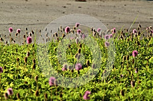 Morning light on Mimosa strigillosa powderpuff ground cover