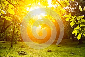 Morning light in park