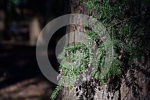 Morning light on pine tree branch in deep woods