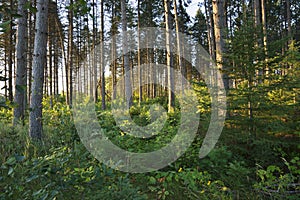 Morning light among pine trees in northern Minnesota forest