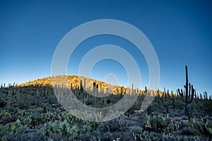 Morning Light Progresses Across The Cactus Covered Hillside