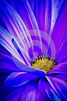 Morning Light On A Purple Flower