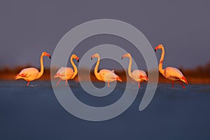 Morning light, sea water. Greater Flamingo, Phoenicopterus ruber, nice pink big bird, animal in the nature habitat, Camargue, Fran photo
