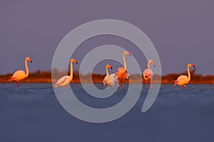 Morning light, sea water. Greater Flamingo, Phoenicopterus ruber, nice pink big bird, animal in the nature habitat, Camargue, Fran
