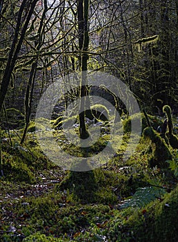 Morning light shines onto lanky moss covered pine trees with mysterious shapes on the ground.