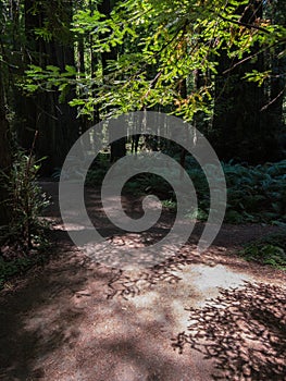 Morning light on a trail, California Redwood forest