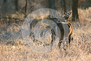 Morning light on whitetail buck with odd rack